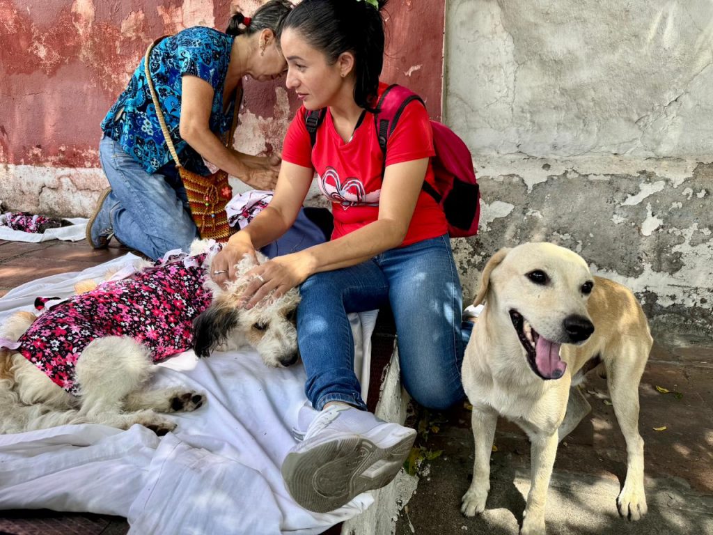 la Secretaría de Gobierno, ha realizado más de 2.100 cirugías de esterilización a perros y gatos en el marco del programa ‘Esterilizar Salva Vidas’